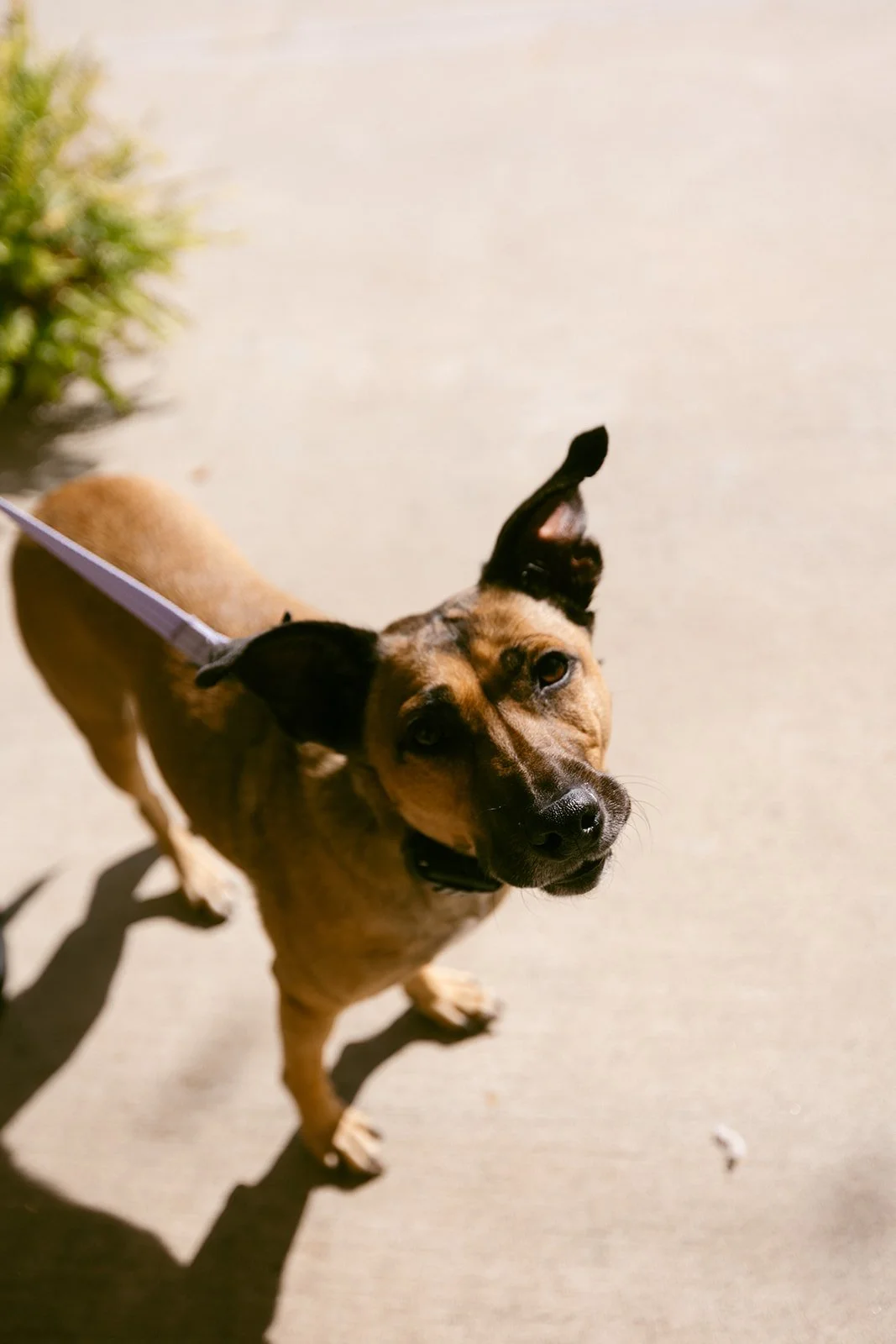 A tan and black dog looking up at the camera on a leash, standing on a concrete sidewalk with some greenery visible in the background.
