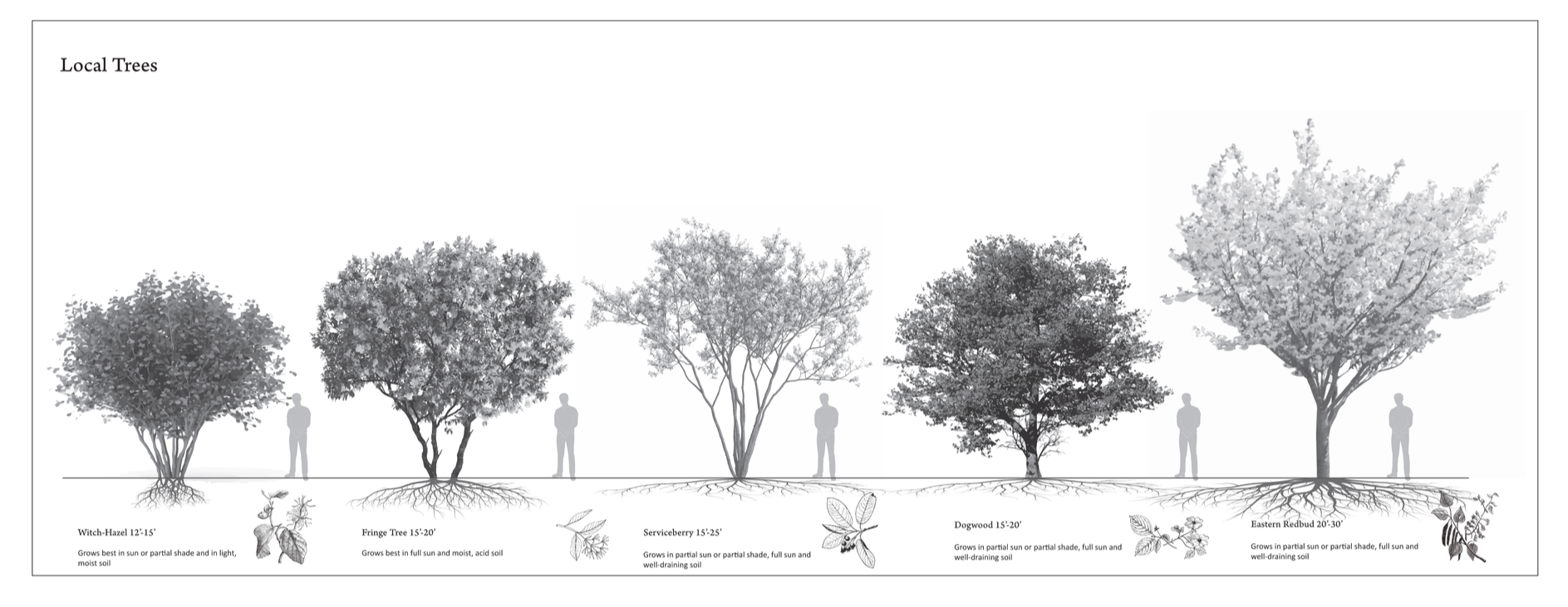 Occupant Chart - Trees