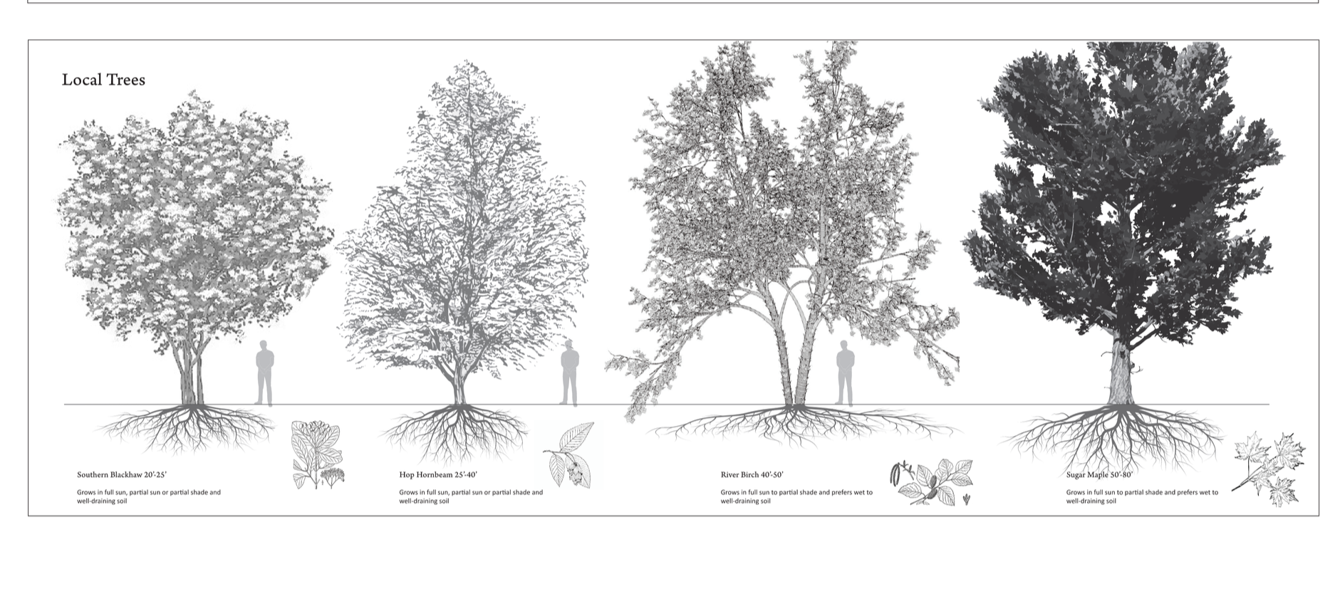 Occupant Chart - Trees