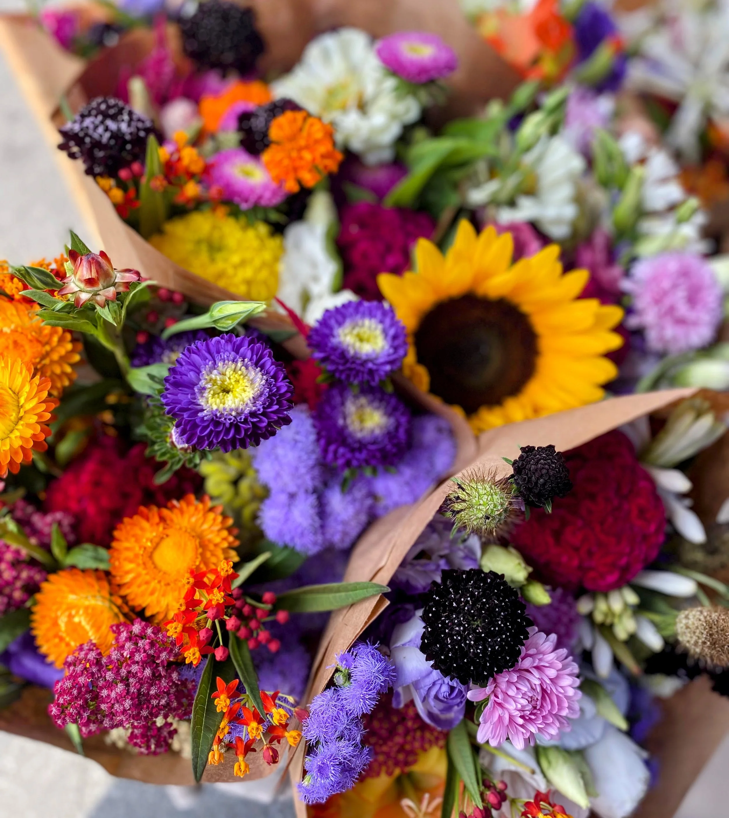IMG_0219-EDIT.jpg