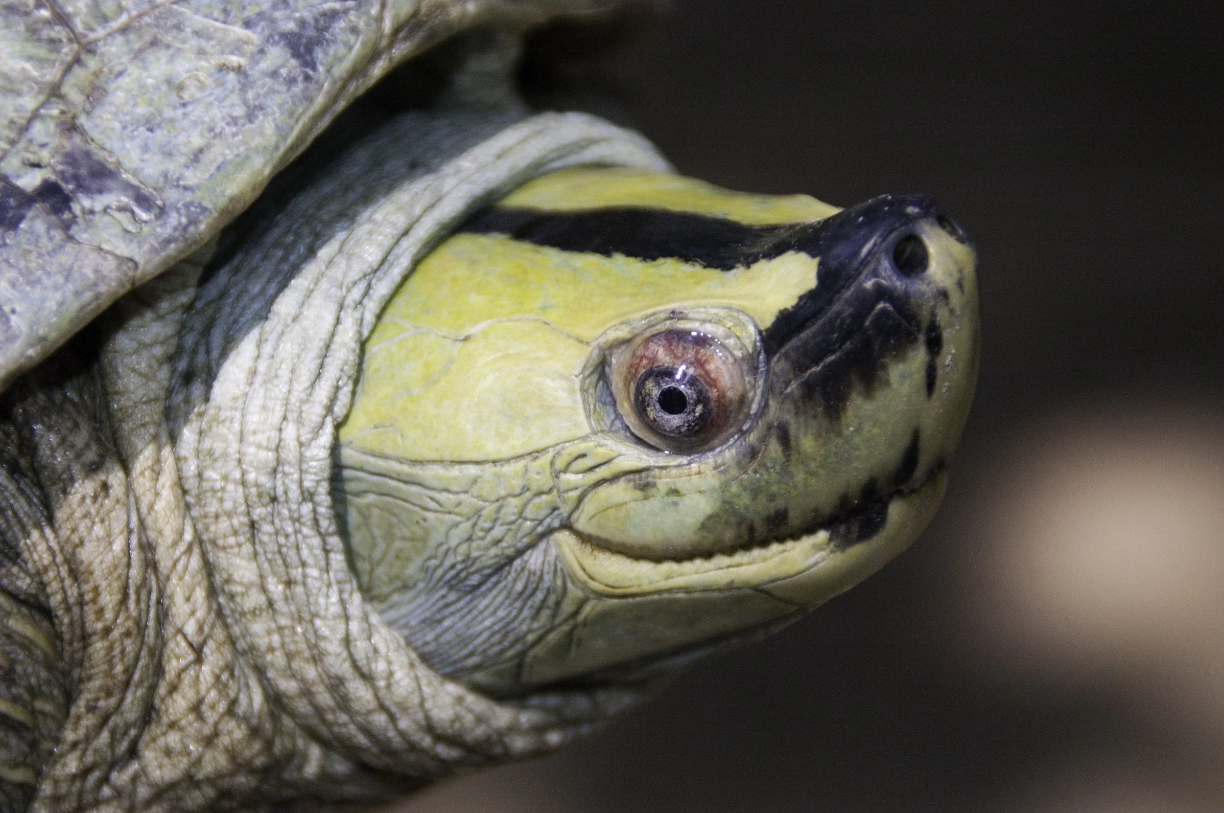 Burmese Roofed Turtle — Asian Species Action Partnership | ASAP