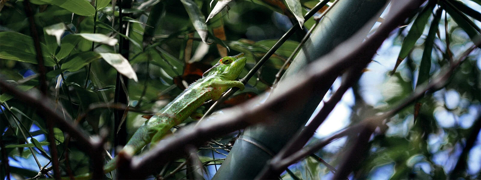 Applications for 2016 Conservation Leadership Programme (CLP) Conservation Team Awards Now Open