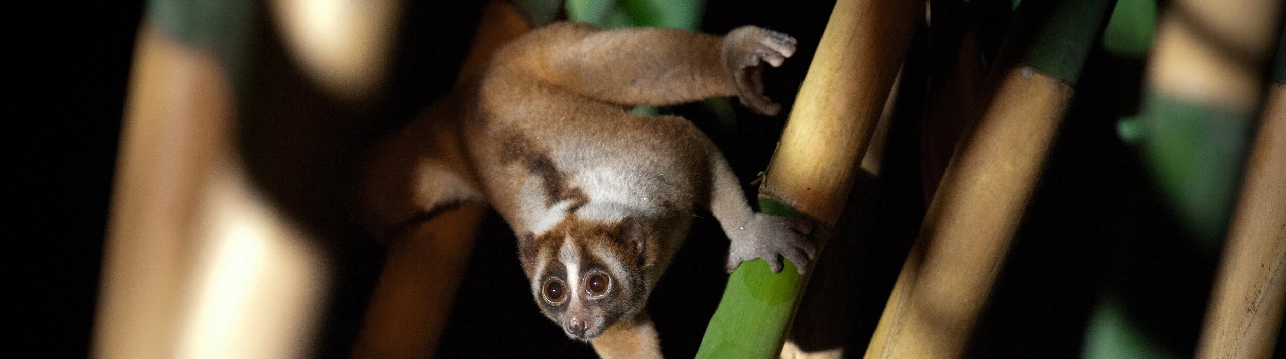 Postdoctoral Opportunity Working With Javan Slow Loris