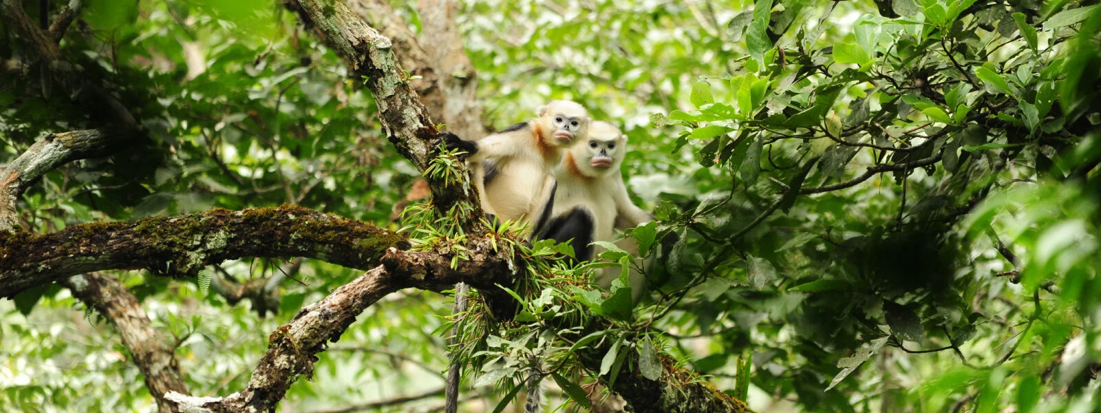 Primate Innovation Award