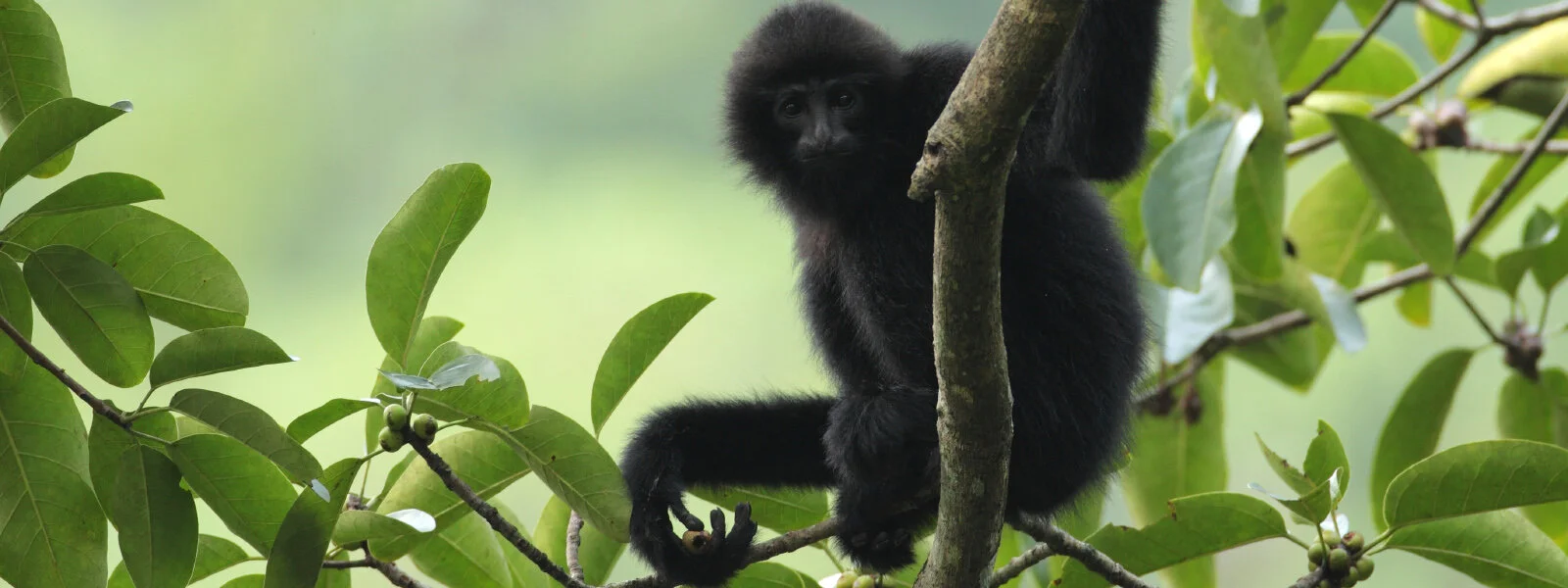 Funding Opportunity: Save Our Species (SOS) Gibbons, call for proposals open!