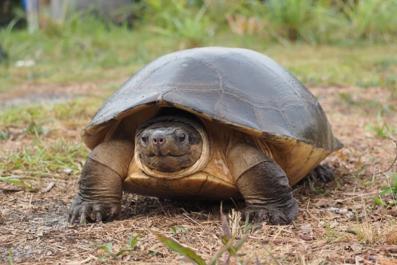 Safeguarding the Malaysian Giant Turtle through a One-Plan Approach