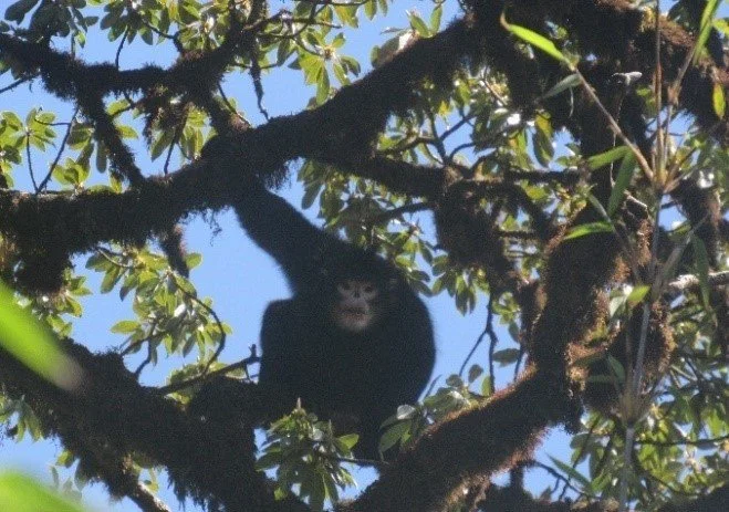 Community Patrols Help Protect Myanmar Snub-Nosed Monkey