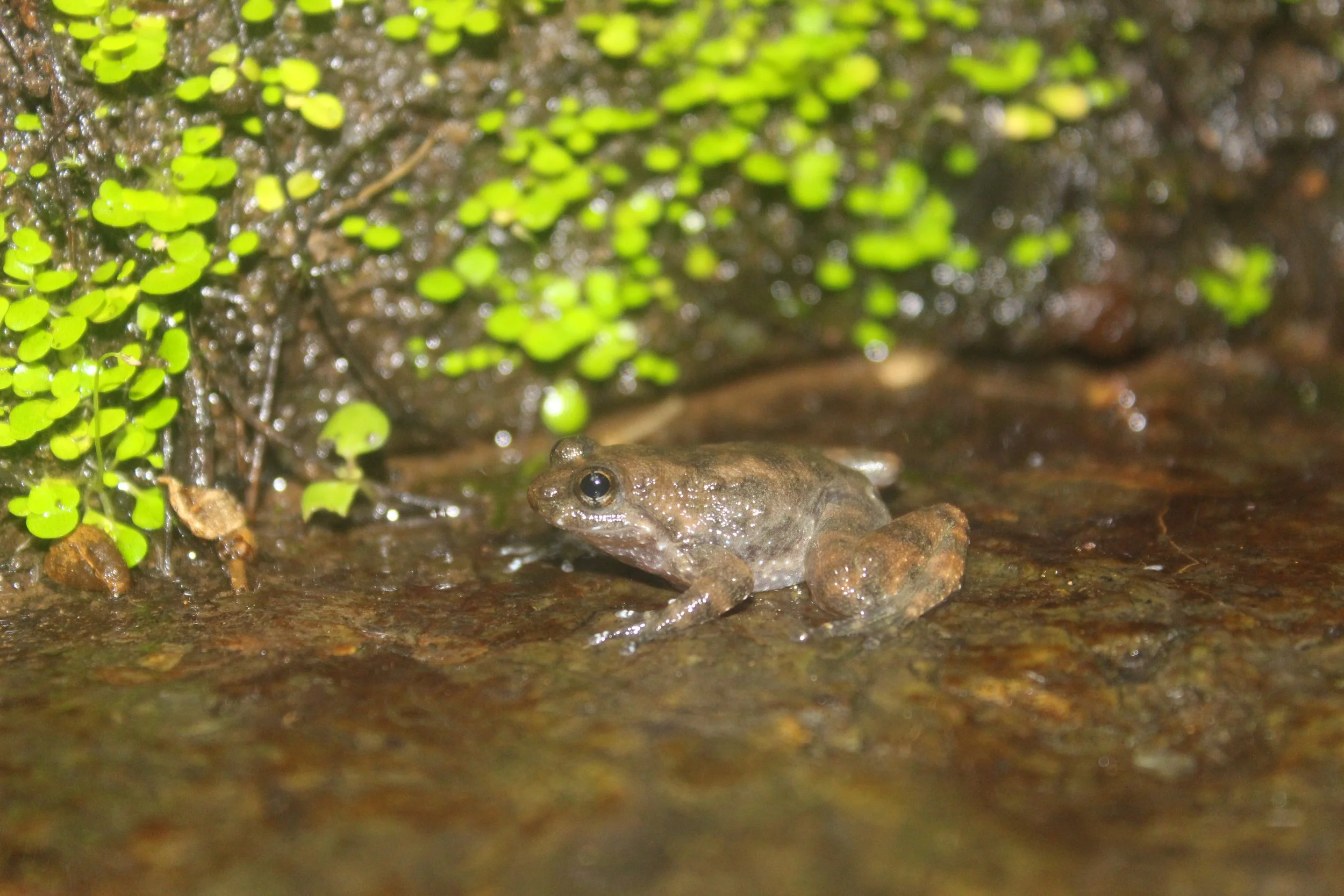 Strengthening Conservation Partnerships to Save the Critically Endangered Bancet Tompotika