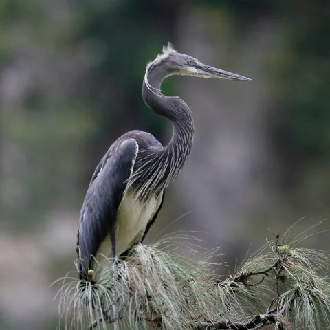Mitigating collision and electrocution risks to White-bellied Herons from power lines