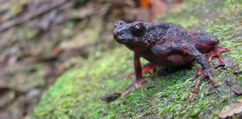 Development of a Conservation Breeding Facility for the Bleeding Toad ...