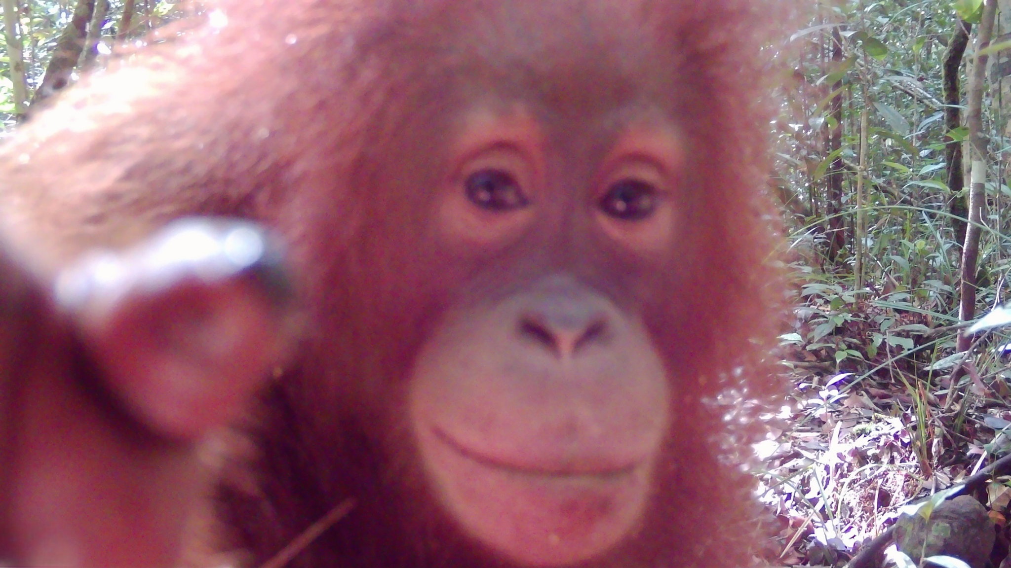 Securing Critical Forest Connections for Bornean Orangutans in West Kalimantan