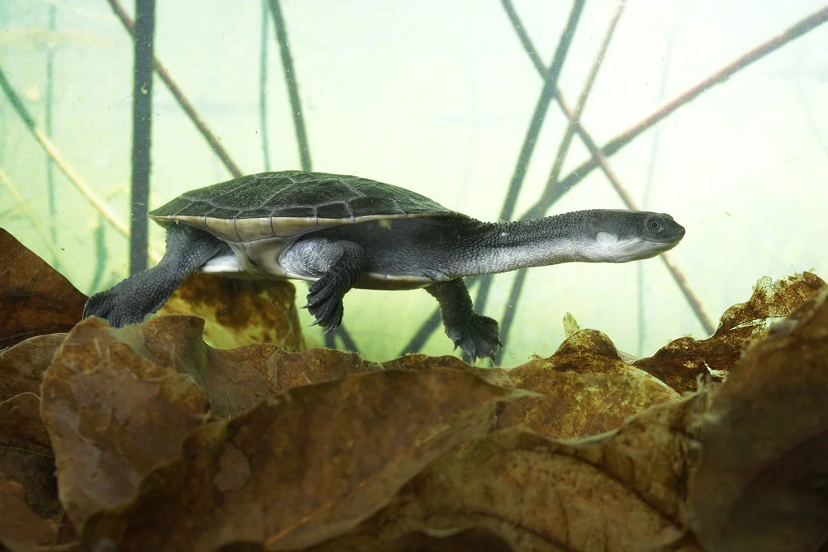 Rote Island Snake-necked Turtle — Asian Species Action Partnership | ASAP