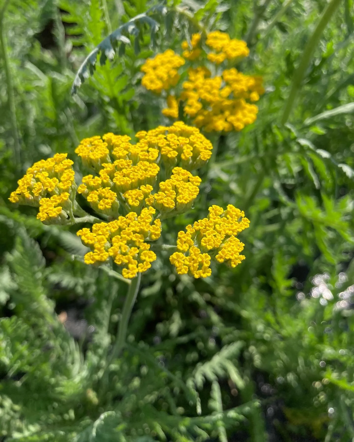 Happy Solstice to all☀️ Hope yours is full and sweet.

Ours has been overflowing with some big changes. We&rsquo;re on a summer hiatus from selling while we move to the farm! We&rsquo;ve made it through the moving out- we said goodbye to our house of