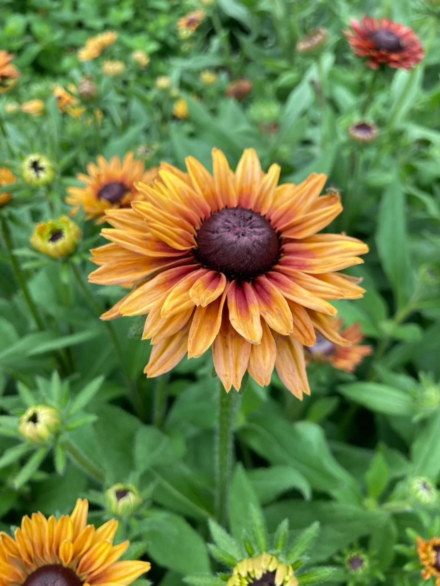 The farm is on mid summer/moving hiatus until August but no one told the flowers