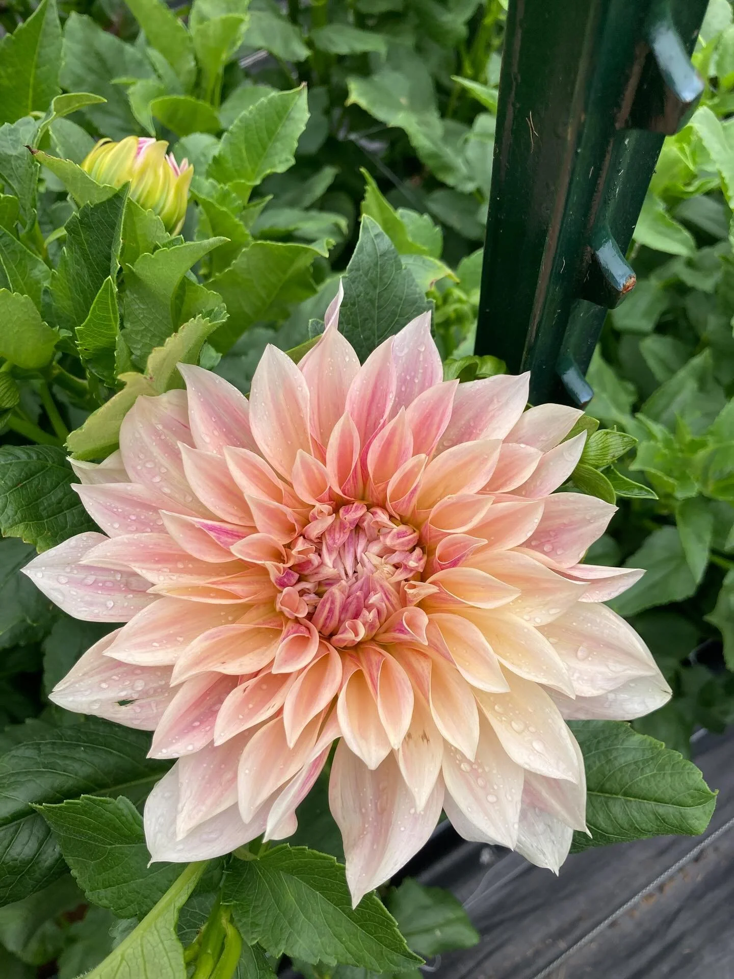 We&rsquo;re back, baby! We&rsquo;ve been on hiatus to move, but the flowers will not be ignored any longer! 

Dahlias are coming on strong and we have a few spots left for our Dahlia Bouquet Shares- snag one in our online store or dm me to join us!!
