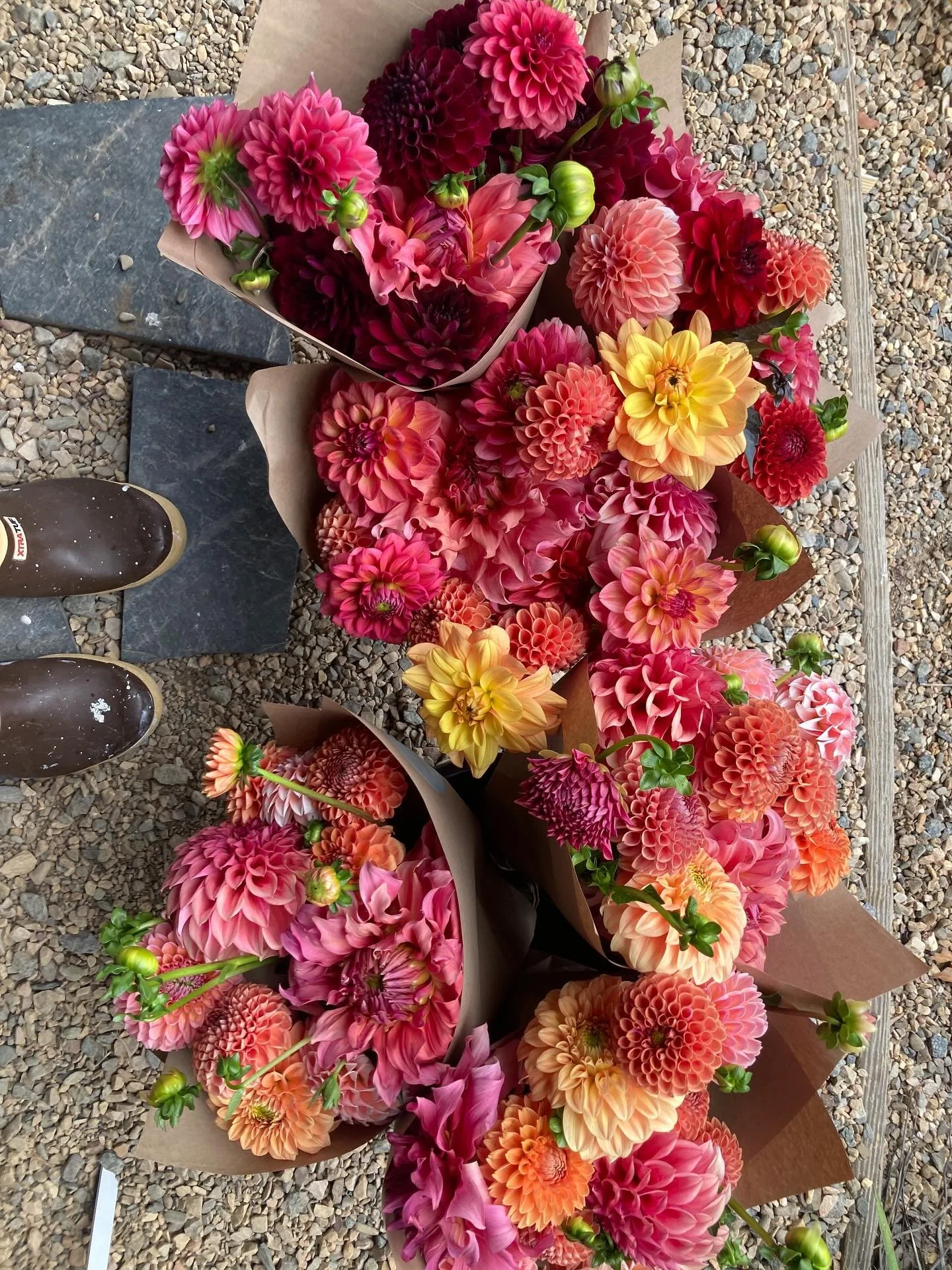 The Dahlia Bouquet shares are so juicy🧡🩷💛
