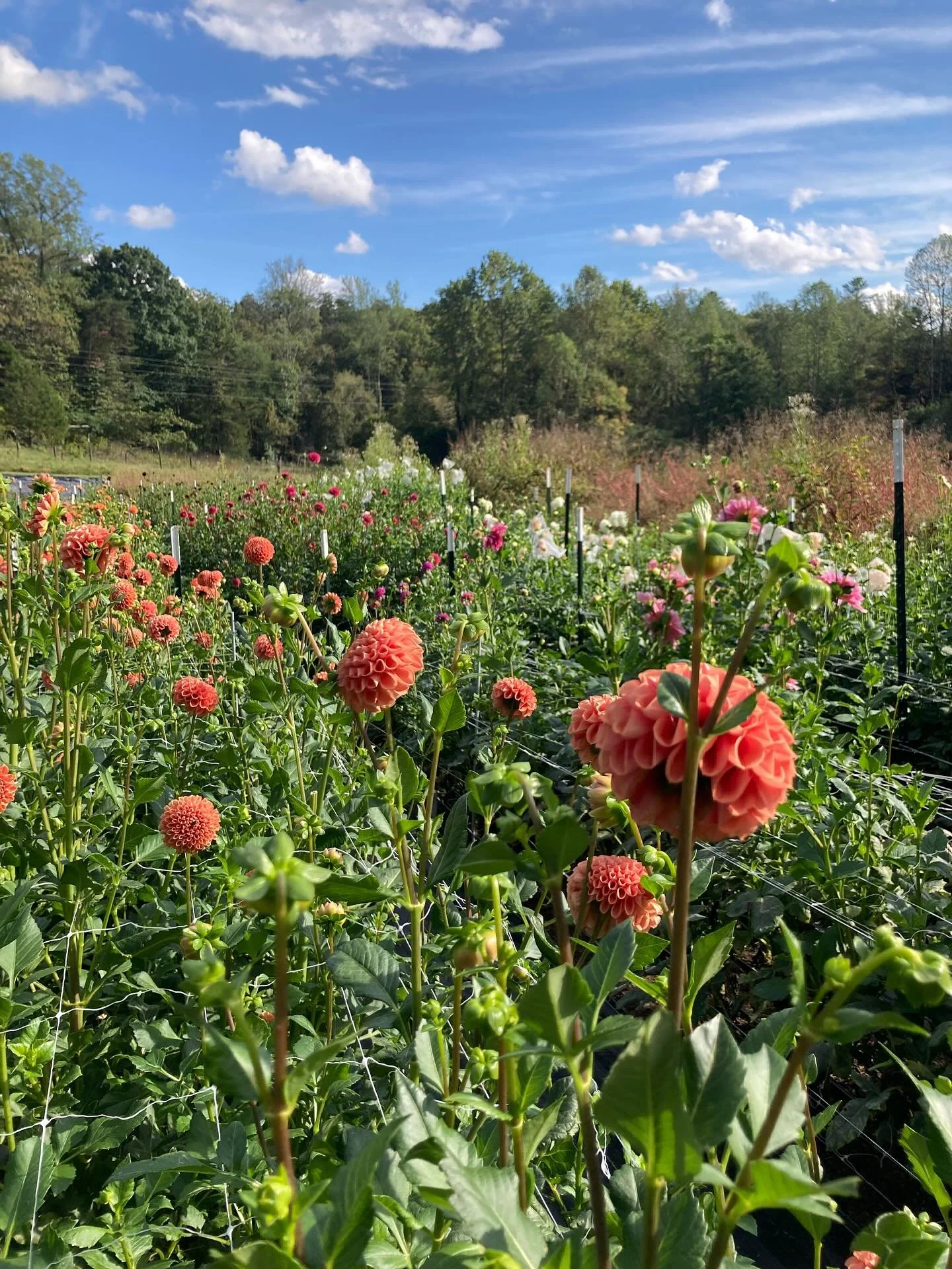 Dahlia season is the best season✨

Come find these beauties at:
✨Little Market at Lampo Tuesdays 3-7
✨Oakencroft Farm &amp; Winery Thursday pm drop
✨The Elderberry Thursday pm drop 
✨Plenty Saturday am drop 
✨Our online store for pre-orders or email 