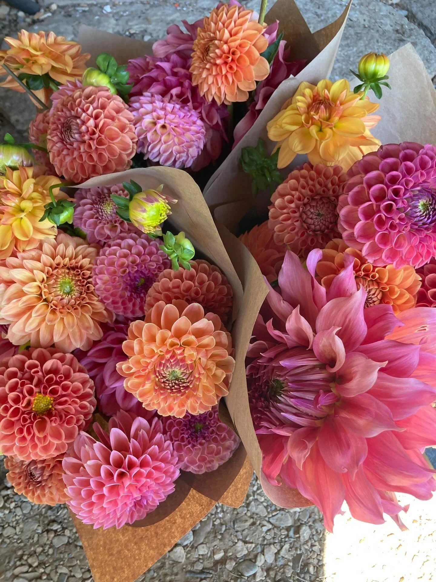 A big thank you to our lovely Dahlia Bouquet Share members- you&rsquo;re the best! 

This week wraps up our 6 week season and it&rsquo;s bittersweet for me. After the flooding we had this spring I was worried that our new field would not be able to p