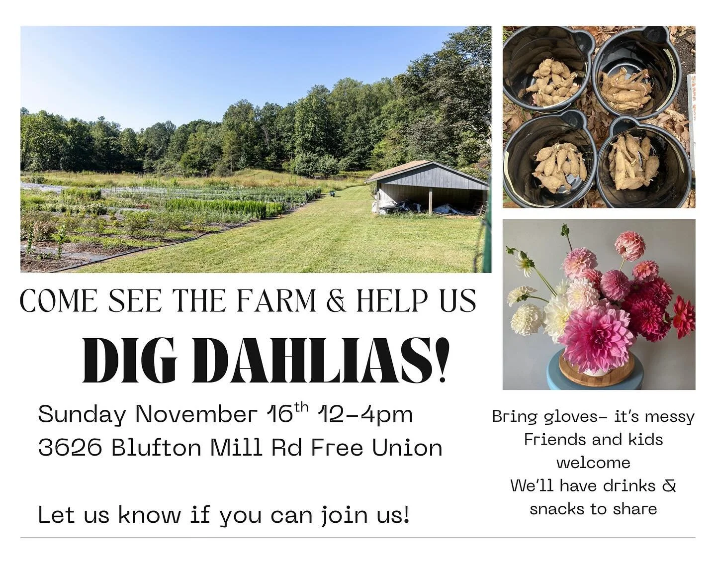 Ever wondered how to dig your dahlias? Need some good wholesome farm fun for the family? Come join us this Sunday, November 16th to see the farm and help us get some of these babies out of the ground! Bring gloves and a shovel if you&rsquo;ve got &ls