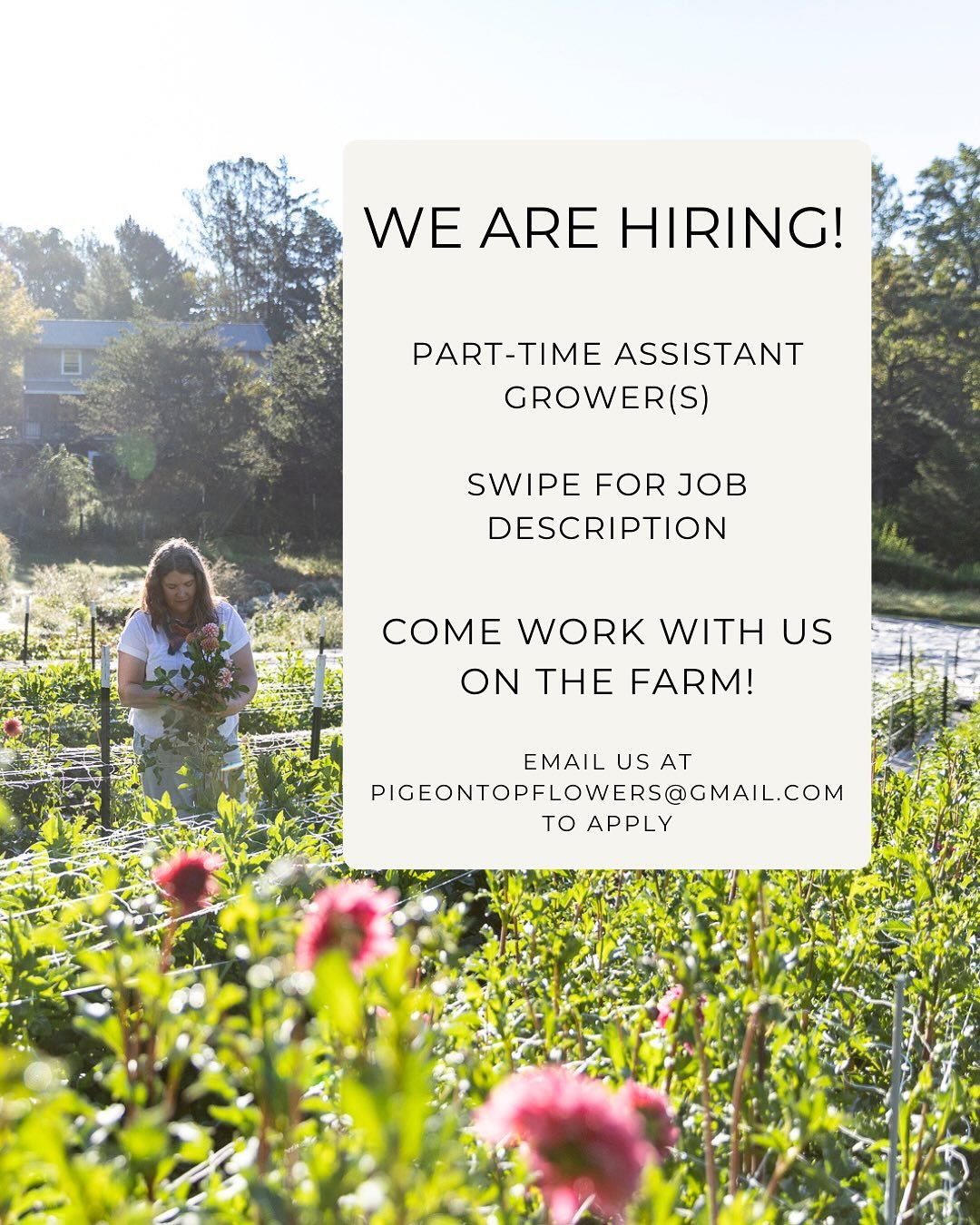 🌱Come work with us this season! 🌱

➡️Swipe through for job description &amp; deets
🙏Please share with your farmy friends 
✨Looking forward to working with you!✨