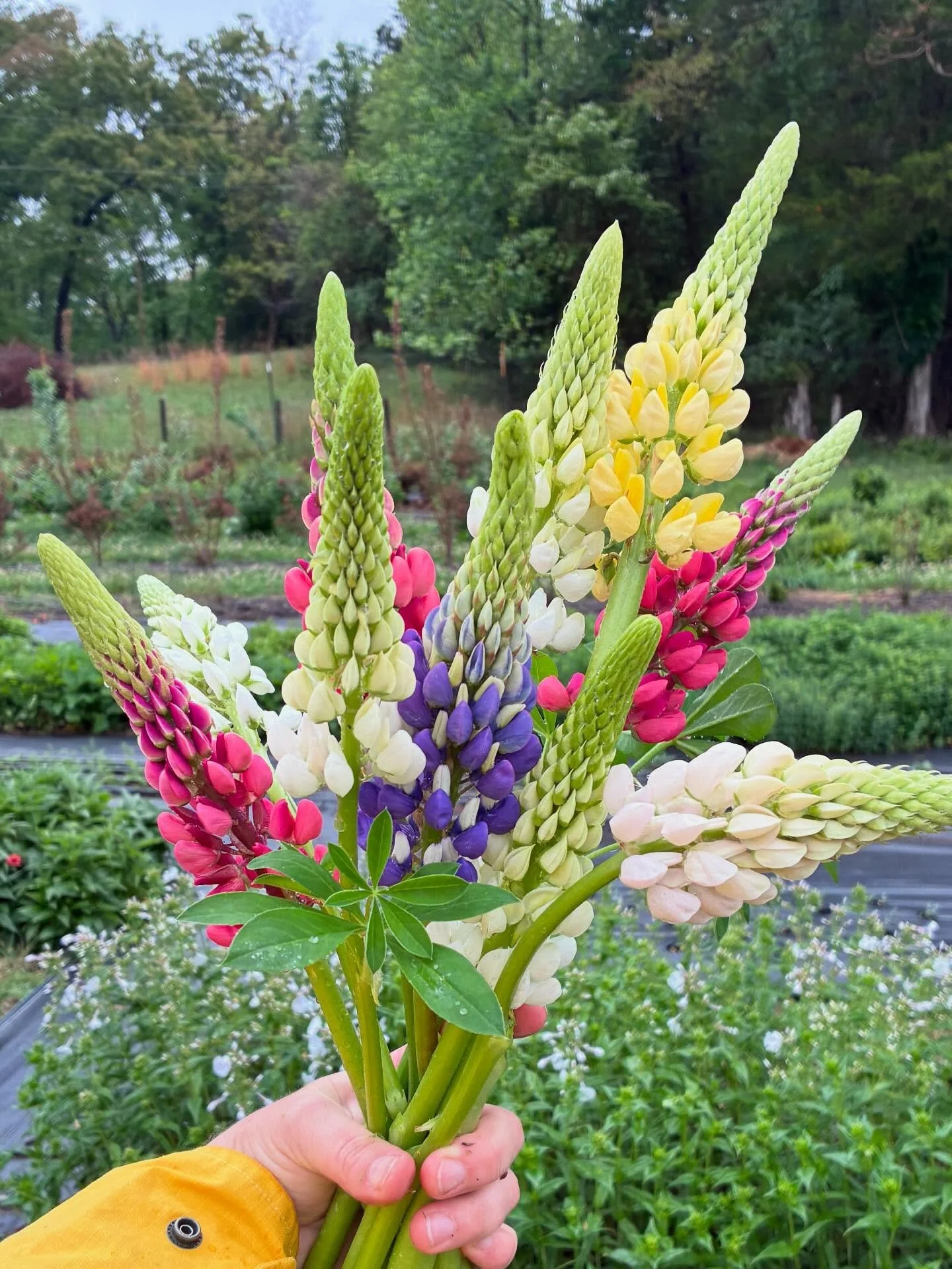 Rainy day harvest- so pumped about these rainbow lupine 🌈 Bringing all these goodies to the @littlemarketatlampocville tomorrow!