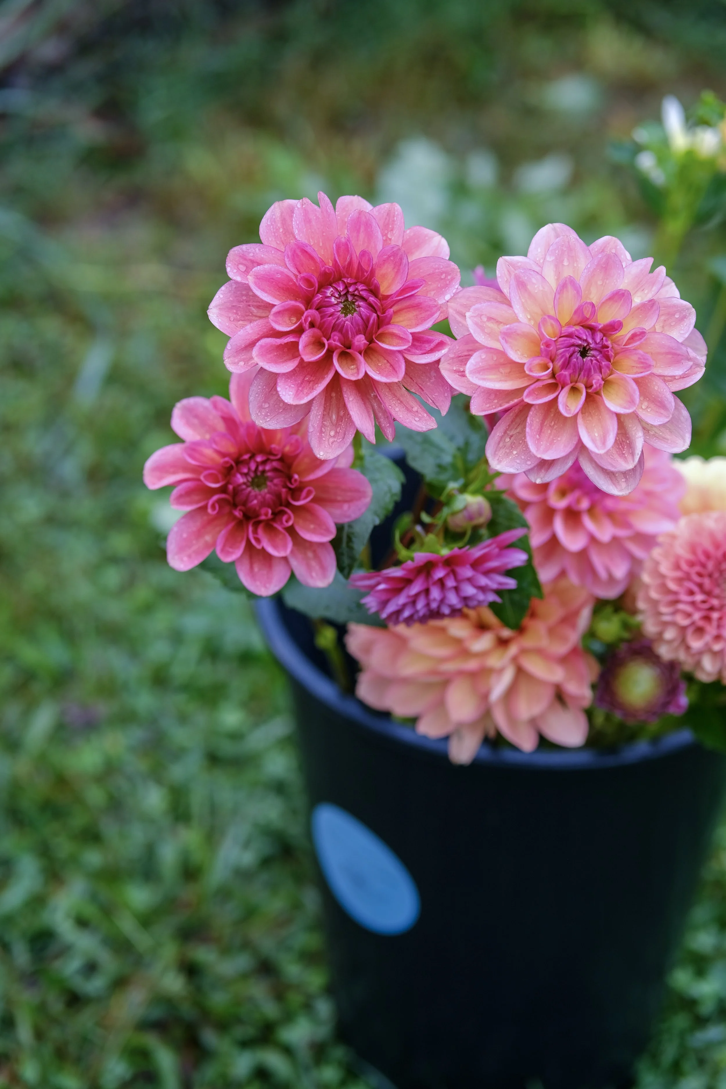 bucket of dahlias- photo by Jess Gabbay