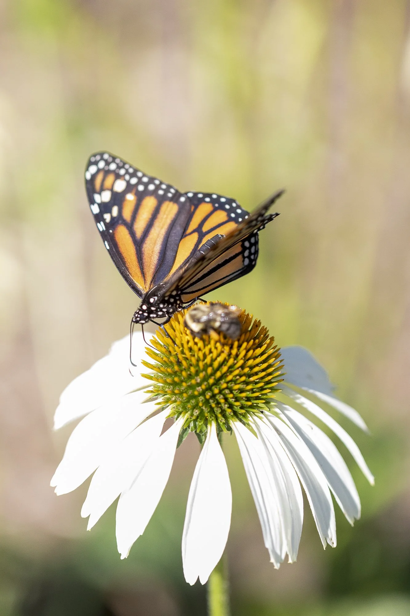 Monarch on echinacea- photo by Chime Studio