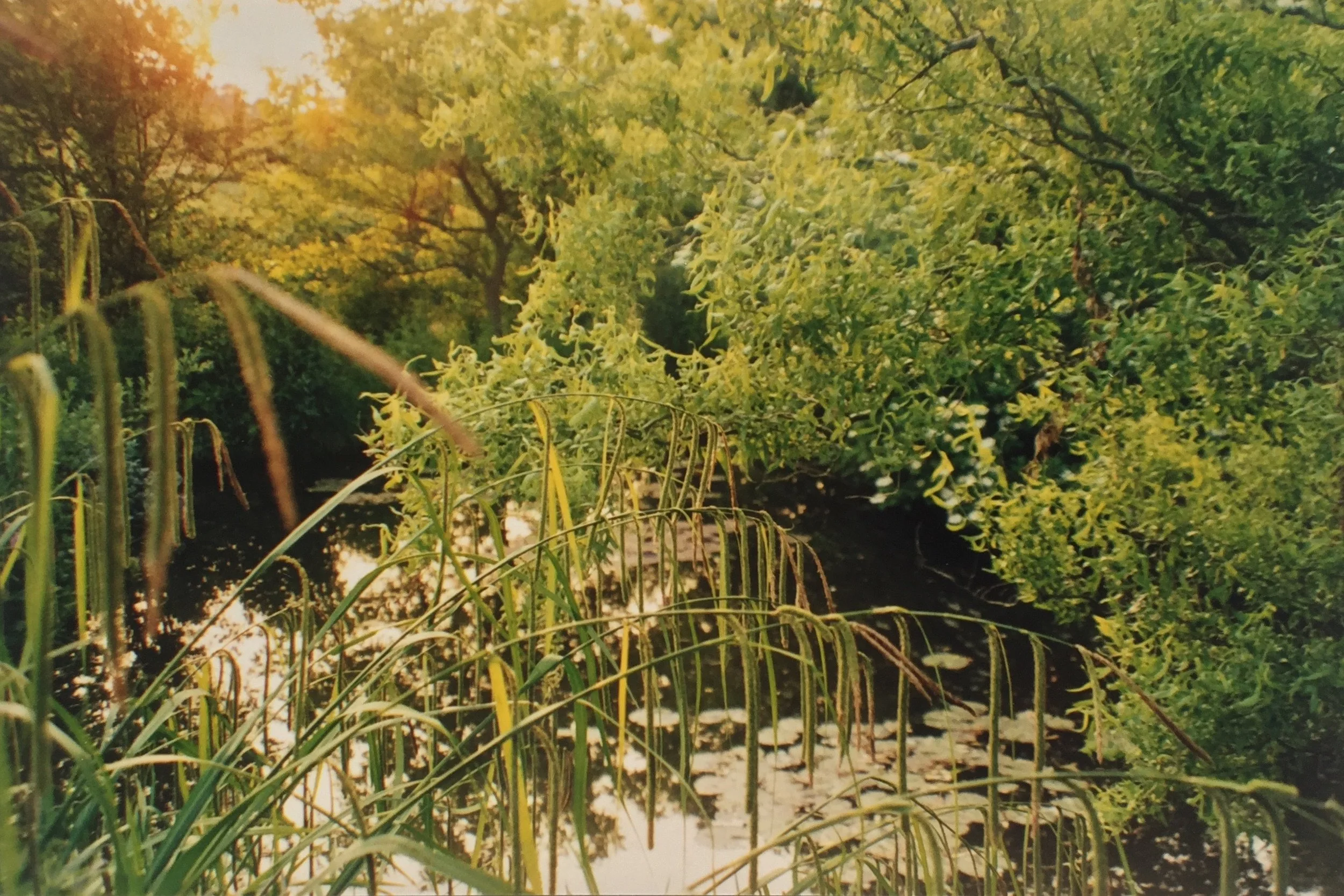 Kelling Pond