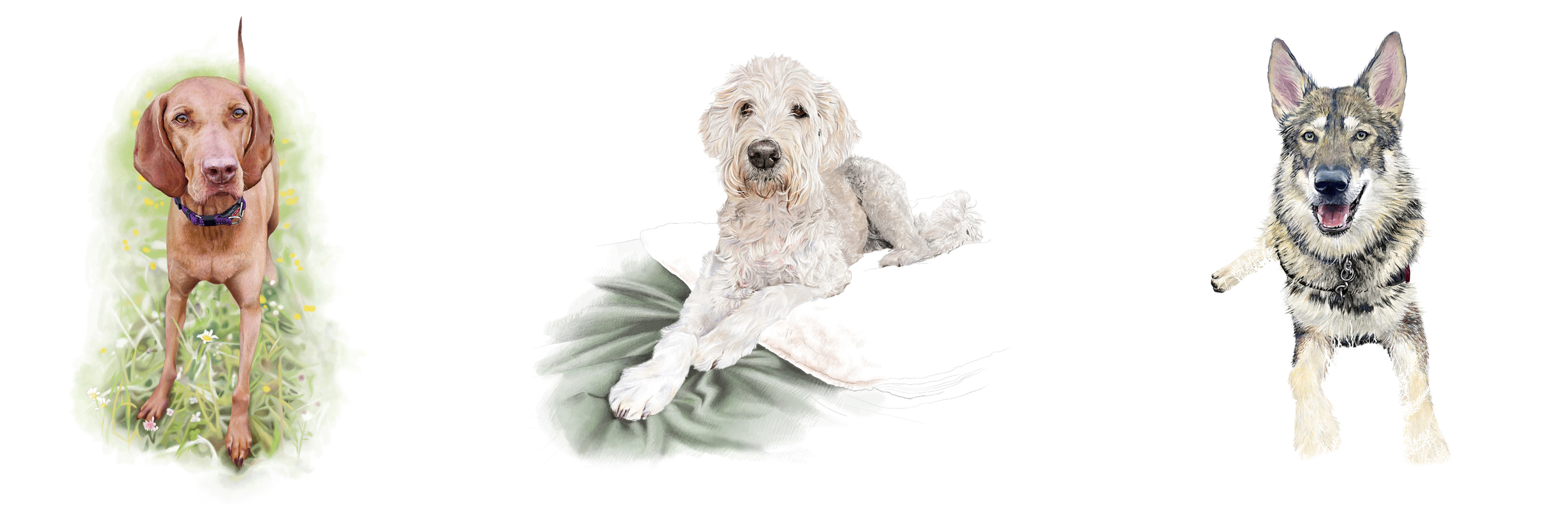 Ciara McNamee/petportraits