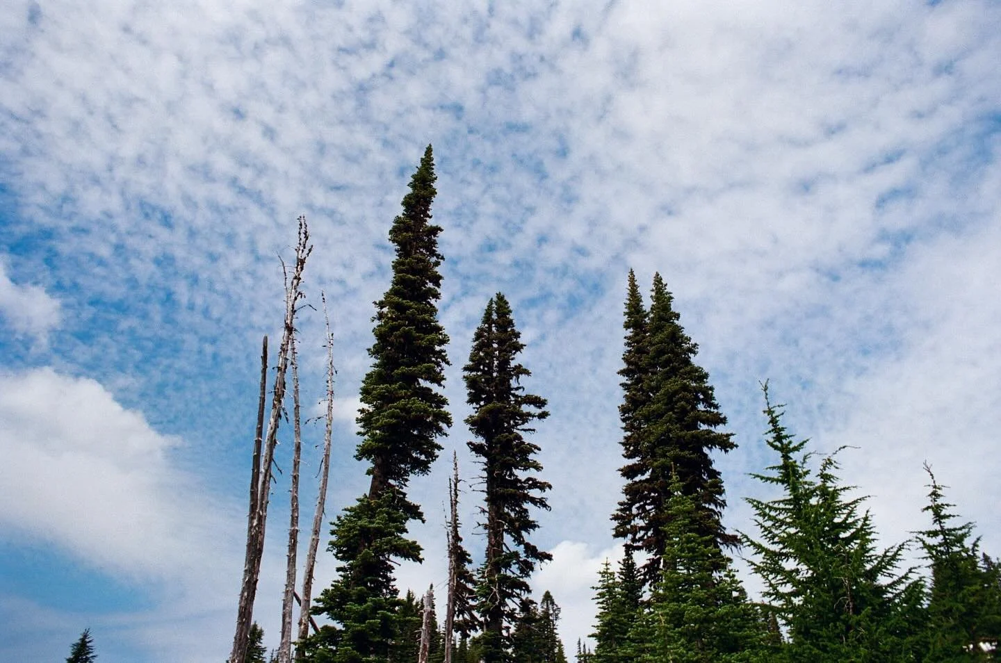 i speak for the trees

#ektar100 #minoltasrt101 #35mm