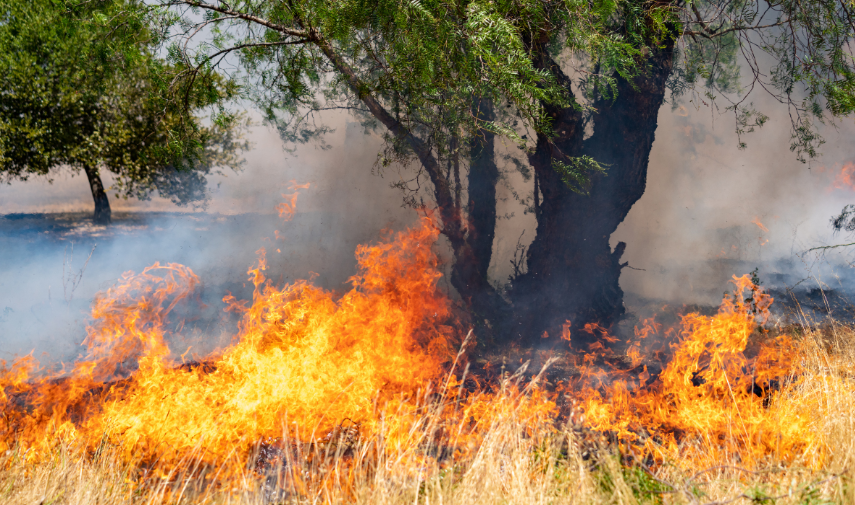 5 Essential Actions to Protect Your Family and Home in the Event of a Wildfire