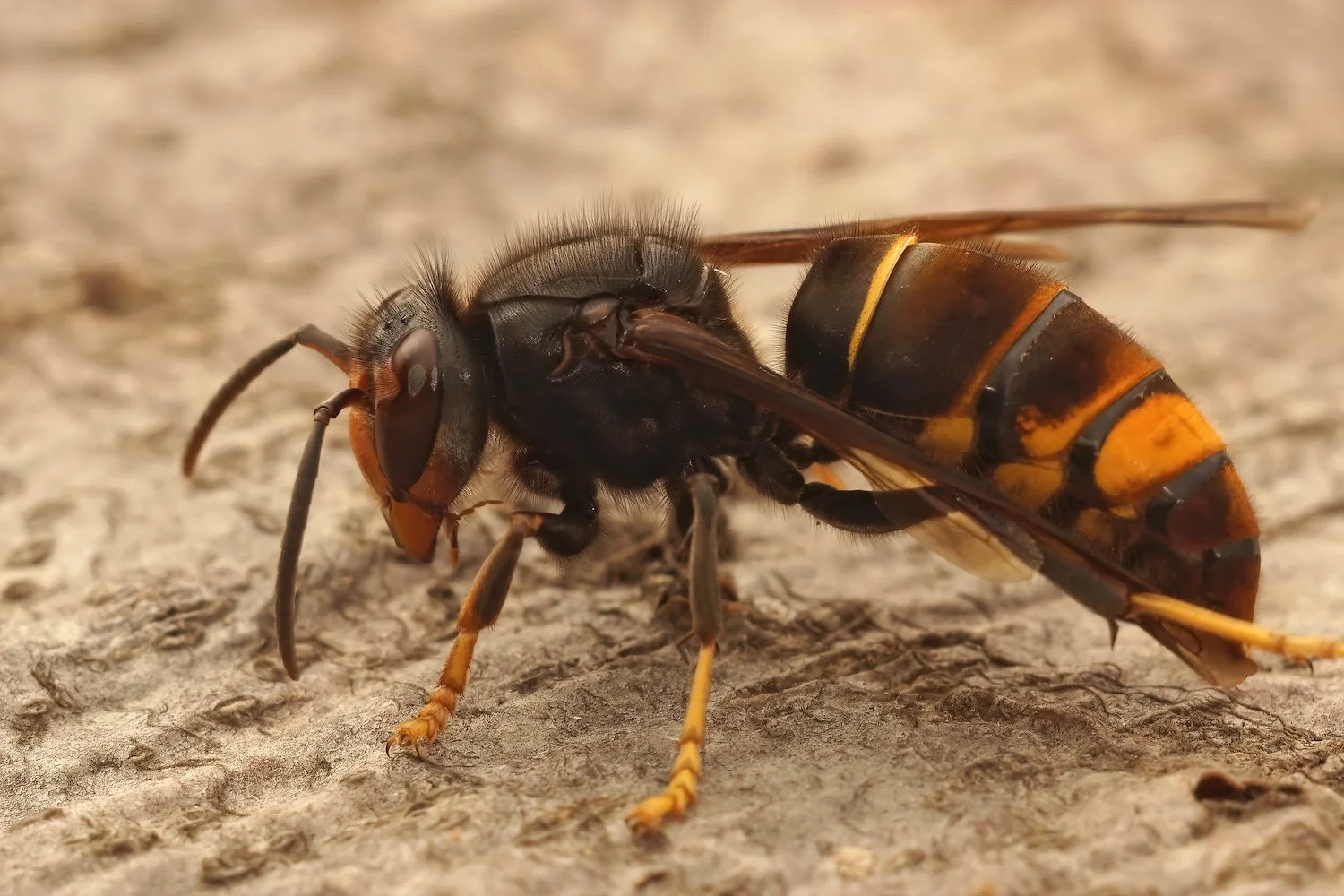 What Charleston Property Owners Need to Know About the Yellow-Legged Hornet