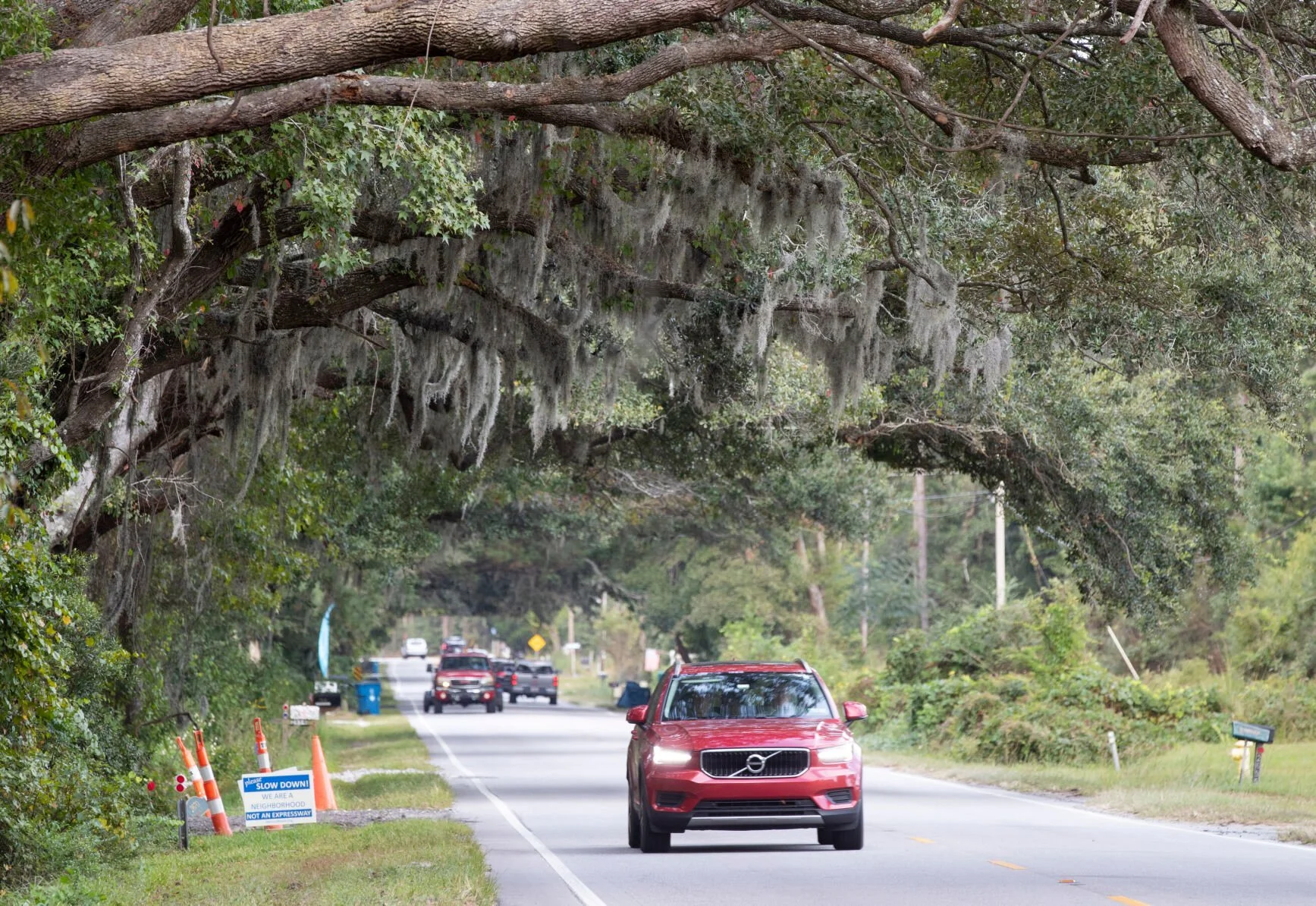 Johns Island Trees