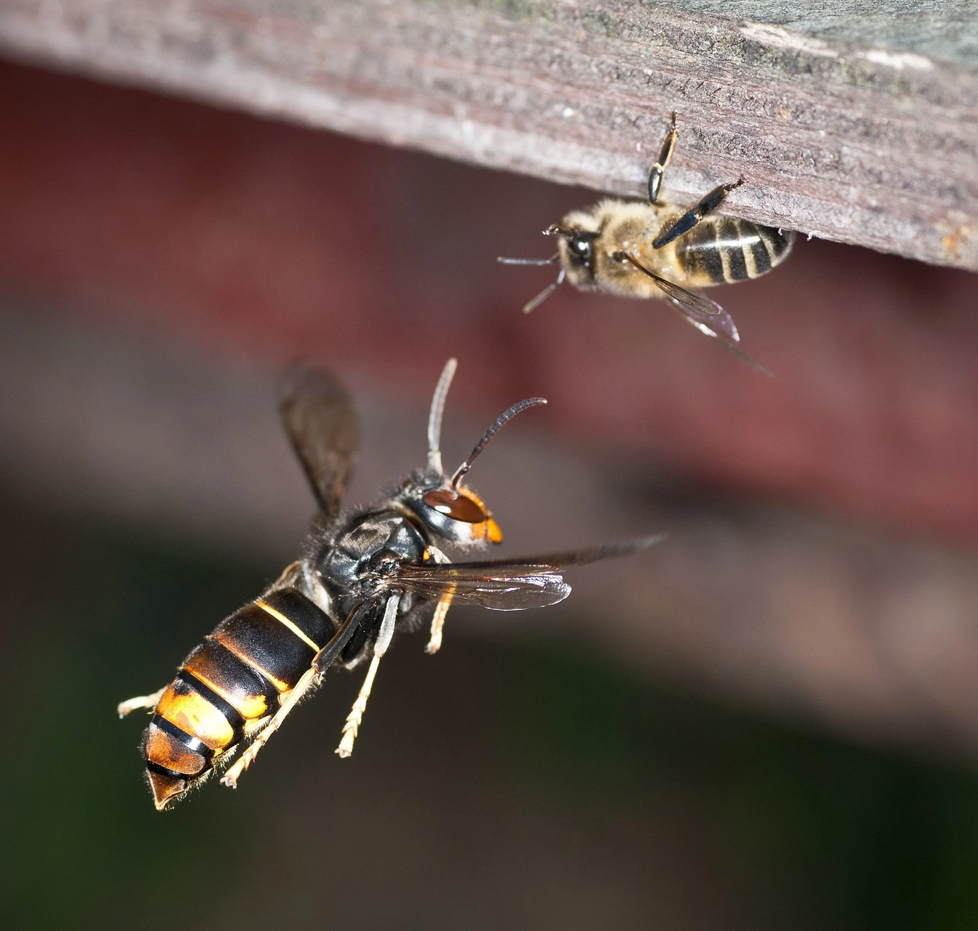 Yellow-Legged Hornets Are Spreading in the Lowcountry