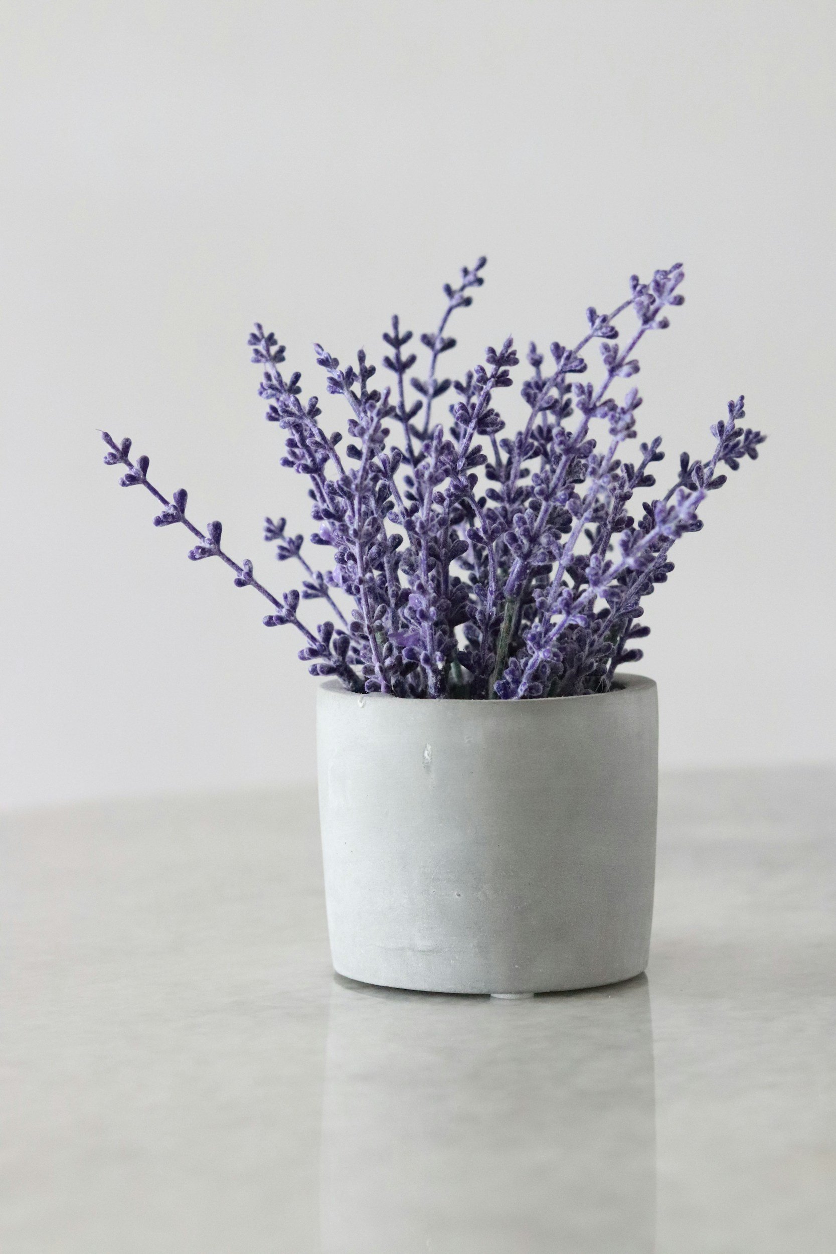 Lavender in clean ceramic pot, True Naturals pure ingredients