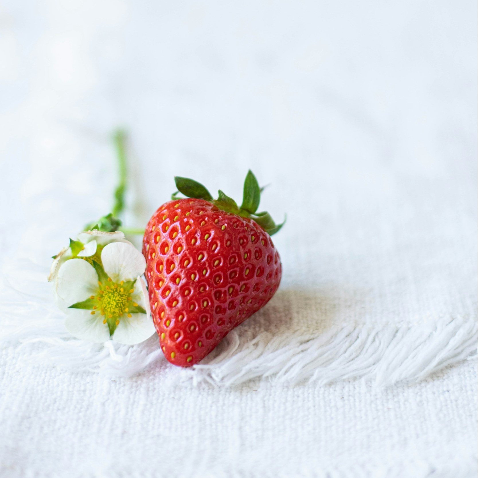 Strawberry and strawberry flower on white cloth
