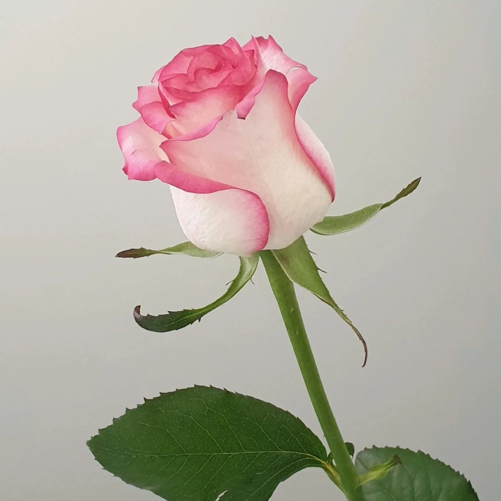 Single pink rose bud. True Naturals pure essential oil based ingredients