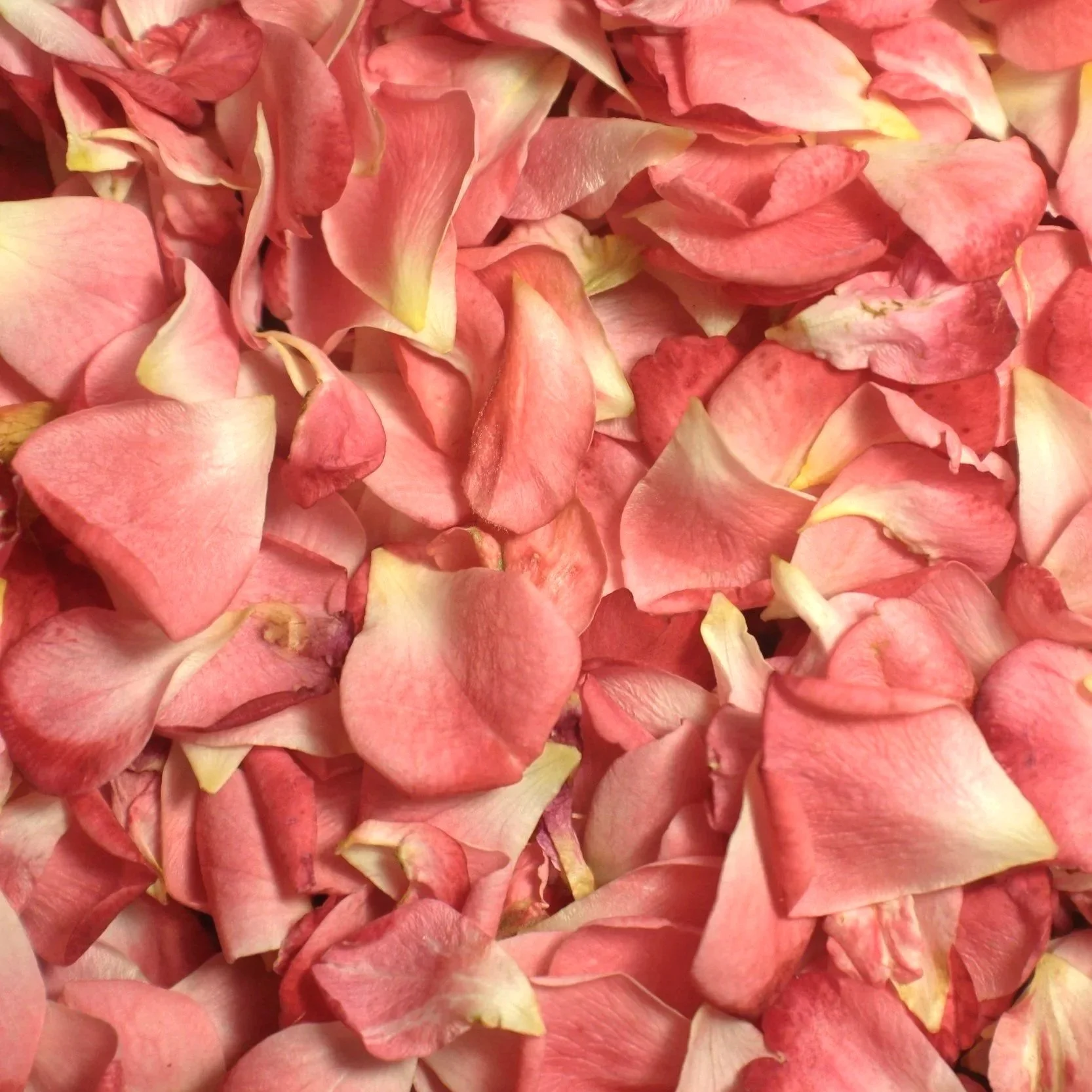 Pink Rose Petals. True Naturals pure and powerful plant-based ingredients