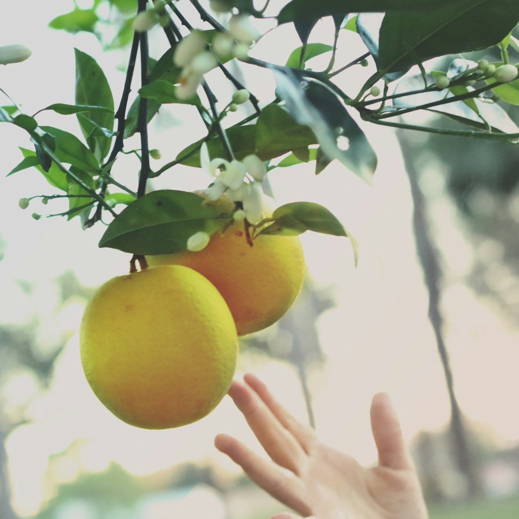 Orange and orange blossoms