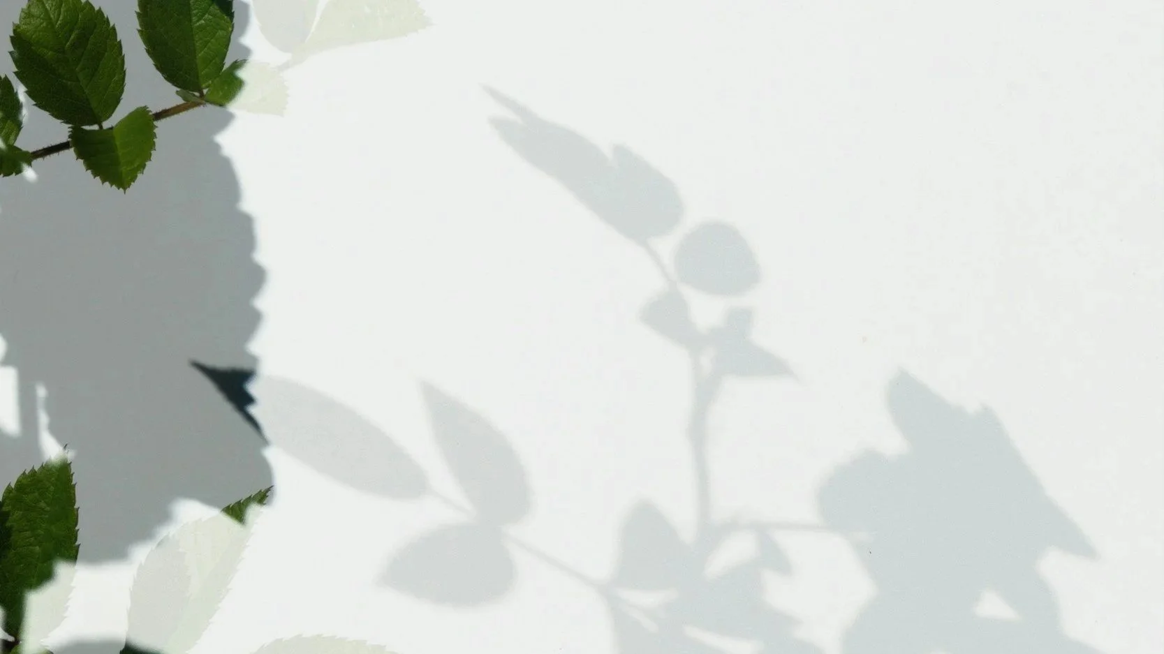 Leaf shadows on a grey wall