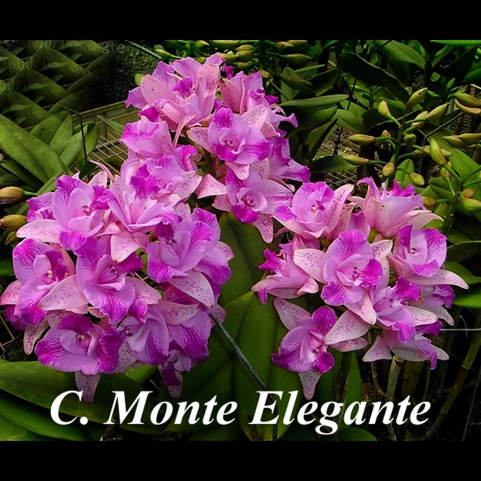 C. Monte Elegante.jpg