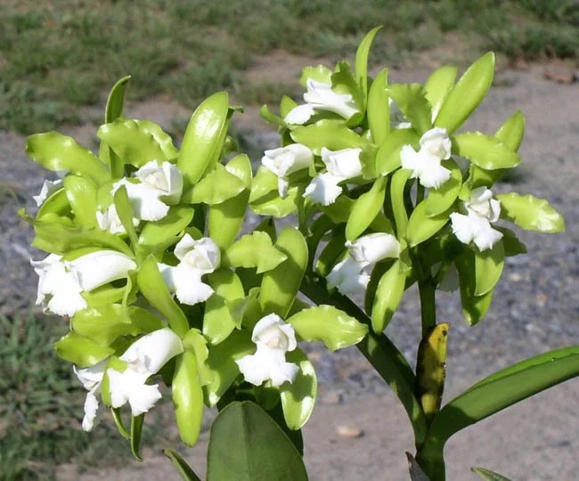 C. leopoldii f. alba 'Bracey's Original' pic Keith Davis-210329.jpg