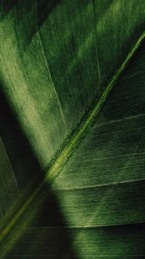 Close-up texture of a green plant leaf.
