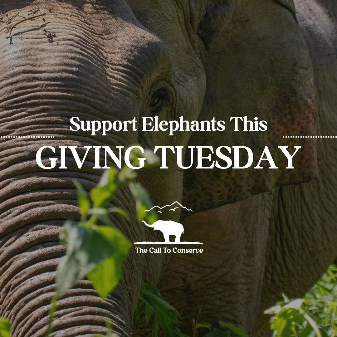 Today is Giving Tuesday&mdash;a day to come together and create positive change. 

At The Call to Conserve, we&rsquo;re dedicated to improving the lives of captive elephants, and this year, we need your support for Project Ramu&mdash; our flagship in