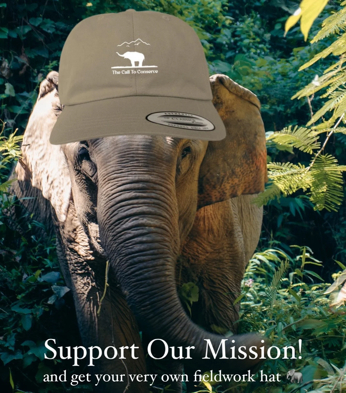 Have you snagged your fieldwork essentials hat yet?? 🐘

All the profits from this @bonfire fundraising campaign go towards supporting our projects. Every hat purchased allows us to help captive elephants just a little bit more 💛

Thank you for your