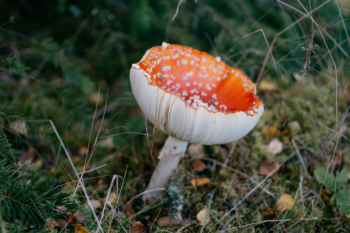 photography samples-35.jpg