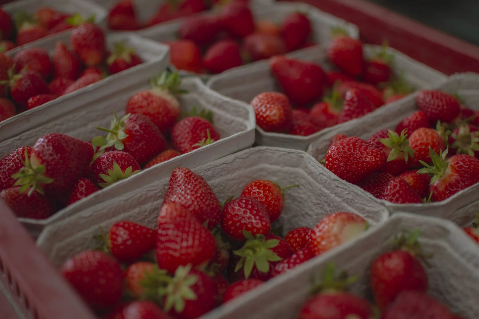 Multiple baskets filled with fresh, ripe strawberries.