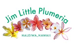Moragne — Jim Little Plumeria JAPAN