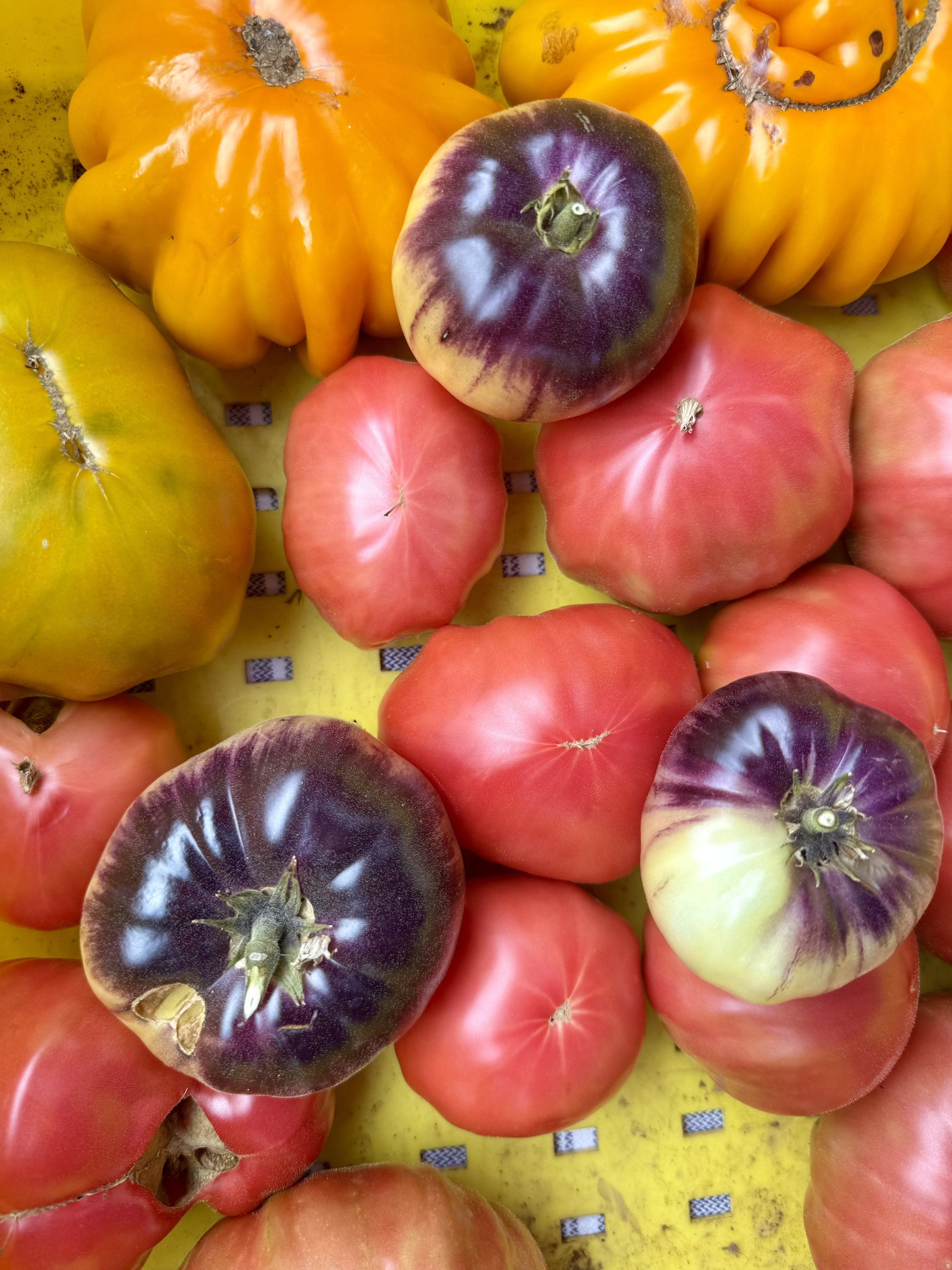 Various tomatoes and peppers in different colors, including purple, yellow, and red, arranged on a yellow surface.