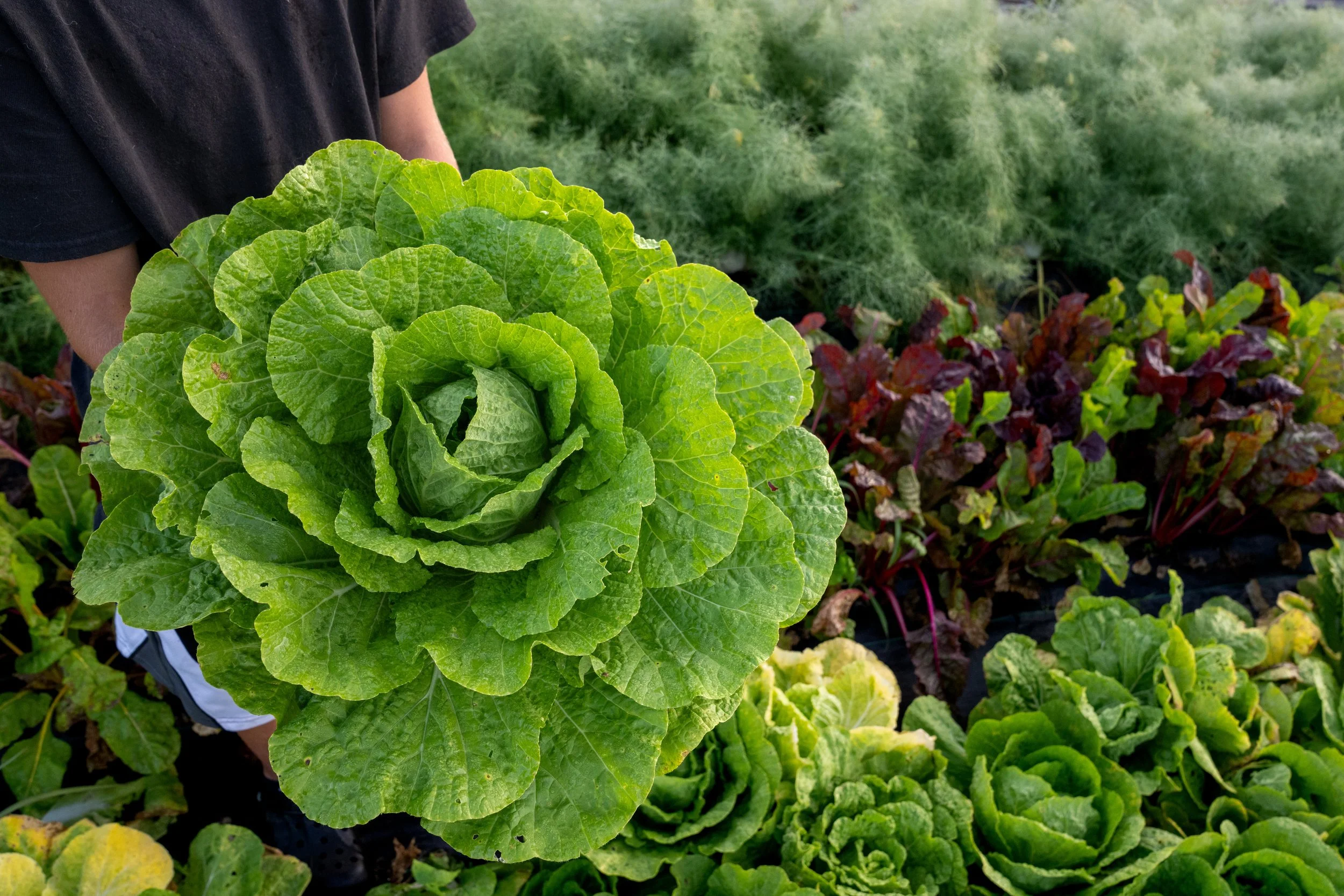 A green. head of lettuce in a person's hands
